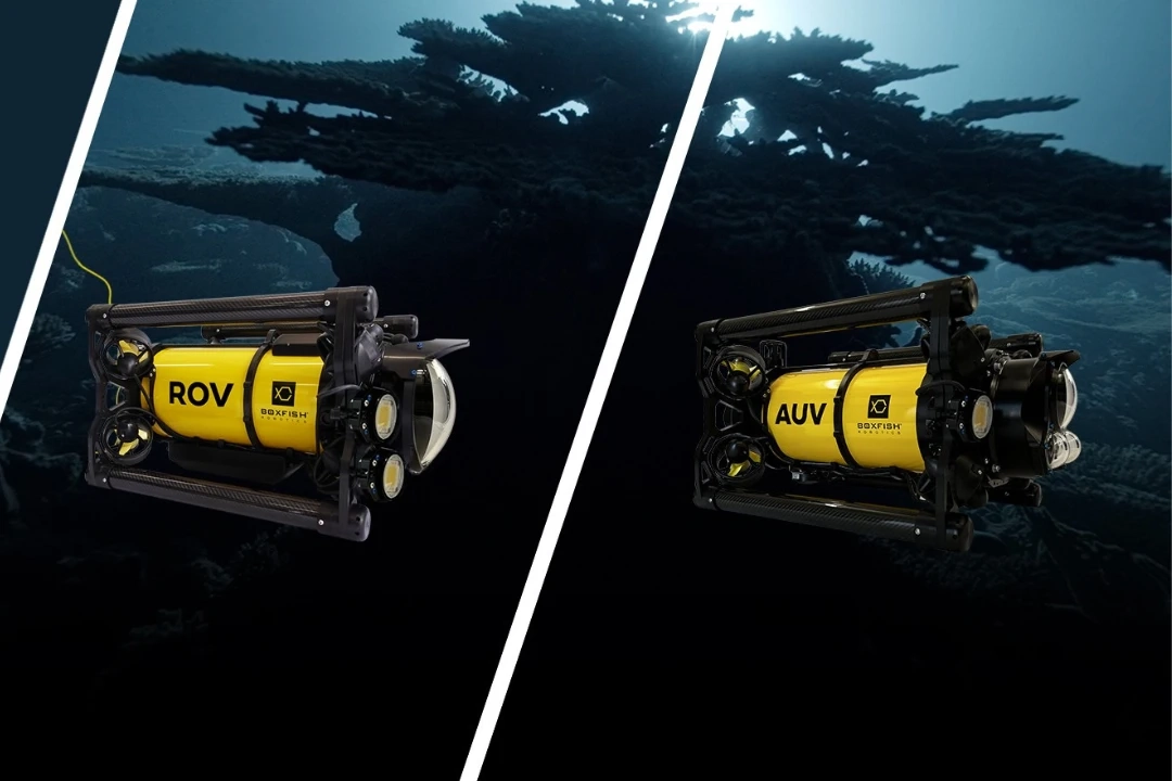 distributor-resmi-boxfish (1)