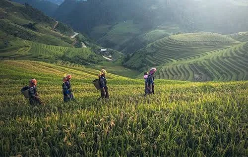Industries - Oseanland Indonesia Group agriculture-and-plantation