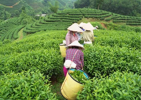 Agriculture & Plantation - Oseanland Indonesia Group images